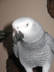 African Grey (Congo) Parrot