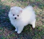 Pomeranian puppies for Re Homing