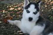 Siberian Husky Puppies For Free Adoption