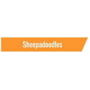 Sheepadoodles in Eckert CO | Open Range Pups